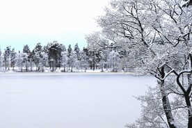 雪后树木与冰封的湖面