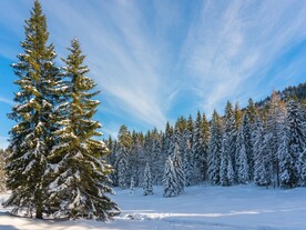 冬季雪地雪松树林图片