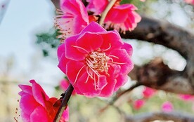 粉色桃花