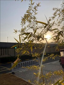 黄昏下的竹子