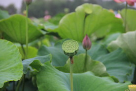 荷花莲蓬
