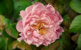 牡丹花