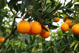柑橘