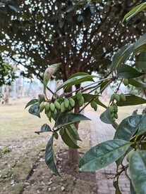 桂花种子