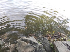 水边