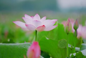 荷香
