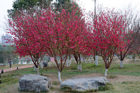 公园桃花树