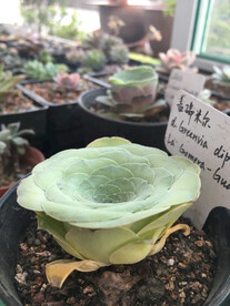 多肉植物山地玫瑰