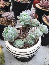 多肉植物月影