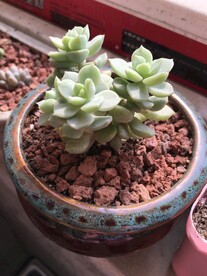 多肉植物白月影