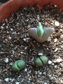 多肉植物帝玉