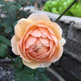 月季花欧月