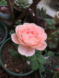 粉色月季花欧月