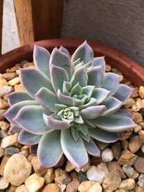 多肉植物冰梅