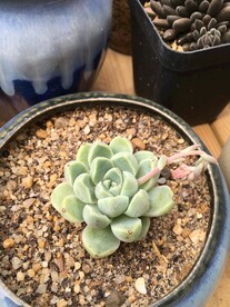 多肉月影