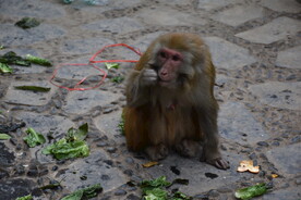 吃蔬菜的猴子