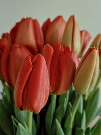 郁金香鲜花