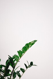 绿植