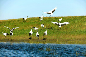 黑龙江扎龙湿地