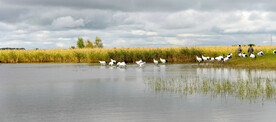 黑龙江扎龙湿地