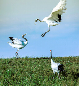 黑龙江扎龙湿地