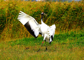 黑龙江扎龙湿地