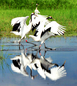 黑龙江扎龙湿地