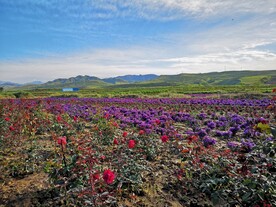 花海