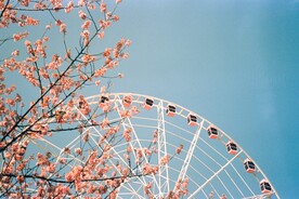 山樱花