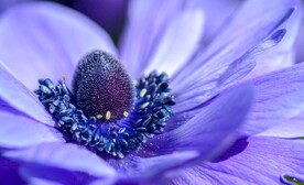 银莲花