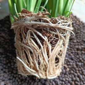 根系 