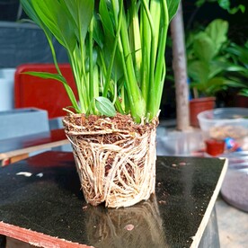 根系