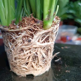 根系