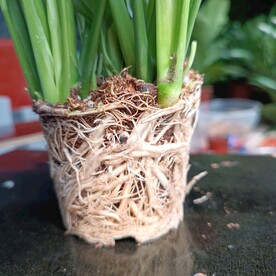 根系