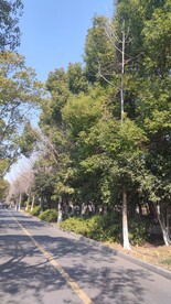 路边的树