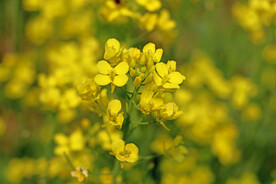 油菜花