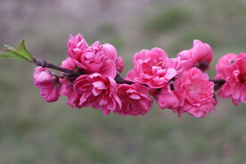 桃花枝