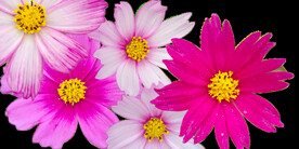 格桑花