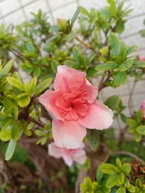 杜鹃花