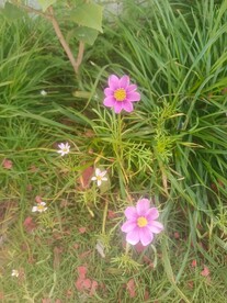 菊