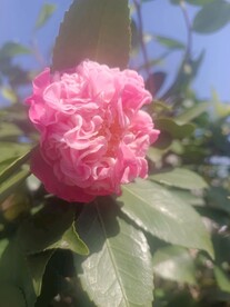 山茶花