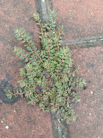 草