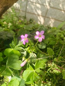 红花酢浆草