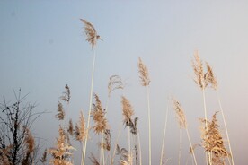  芦花 