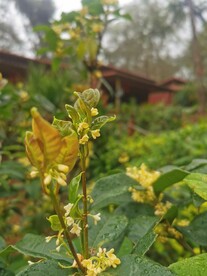 桂花