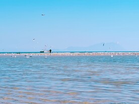 海鸥与海