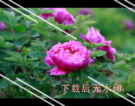 洛阳牡丹花