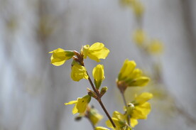 探春花枝条
