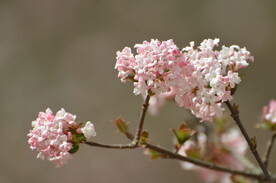 花满枝头