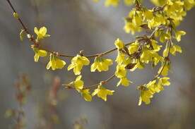 探春花串